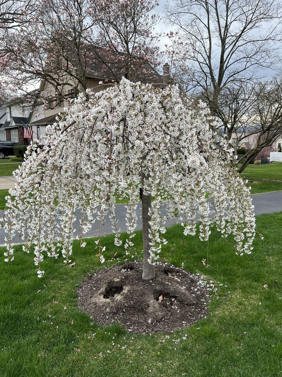My weeping cherry is saying spring has sprung.