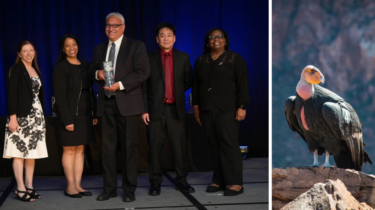 USDA team receives prestigious @federallabs Interagency Partnership Award for “Protecting Wildlife: The California Condor Project.” ARS and APHIS joined forces to protect the critically endangered California Condors from infection and potential extinction. loom.ly/ig6g8I8