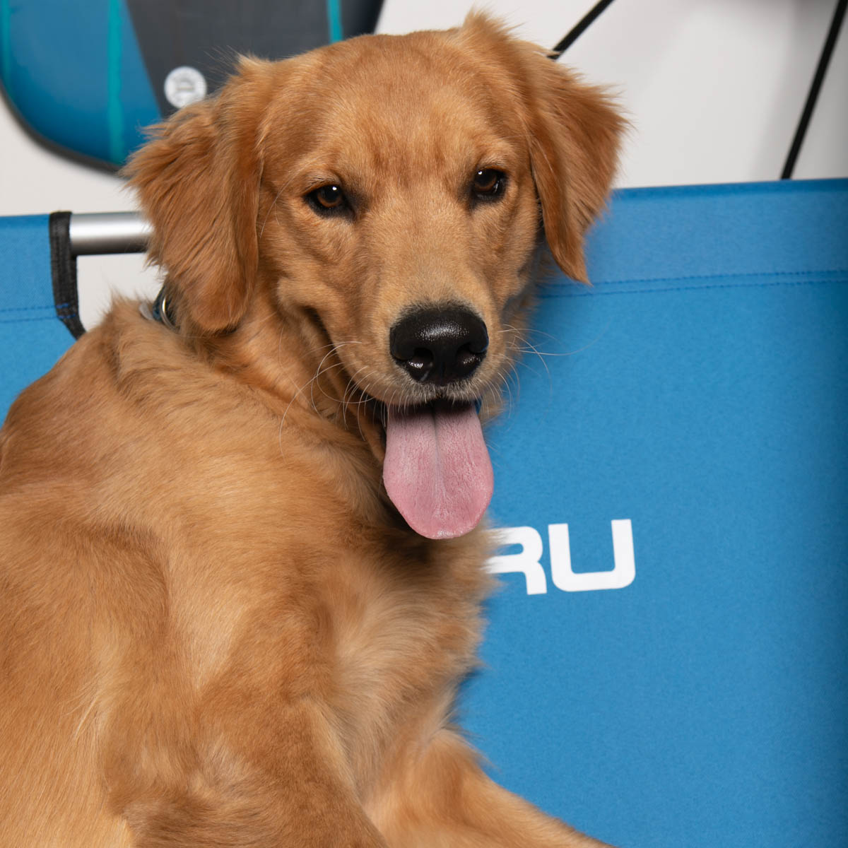 subarupacific's tweet photo. Cheers to everyday adventures with our fur-ever pals! 🐾 #NationalPetDay is not just a day, it's a lifestyle. 💅 https://t.co/ooAUSVvINb