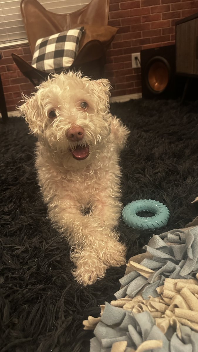 PatchMyPC's tweet photo. Our innovation and growth wouldn't be possible without the pets of #PatchMyPC cheering us on daily. Happy #NationalPetDay ๐ถ๐ป We sure do love ours. Show us yours ๐ as we celebrate our furry friends today and every day. #PatchMyPCteam https://t.co/bRrEVqSauo