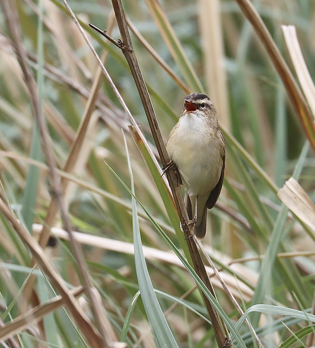 A noticeable increase in Sedge Warblers this morning at Cholsey Marsh, Oxfordshire taking the #PWC2024 year list to #92 @PatchBirding @OOSbirding @Natures_Voice @NatureUK @iNatureUK