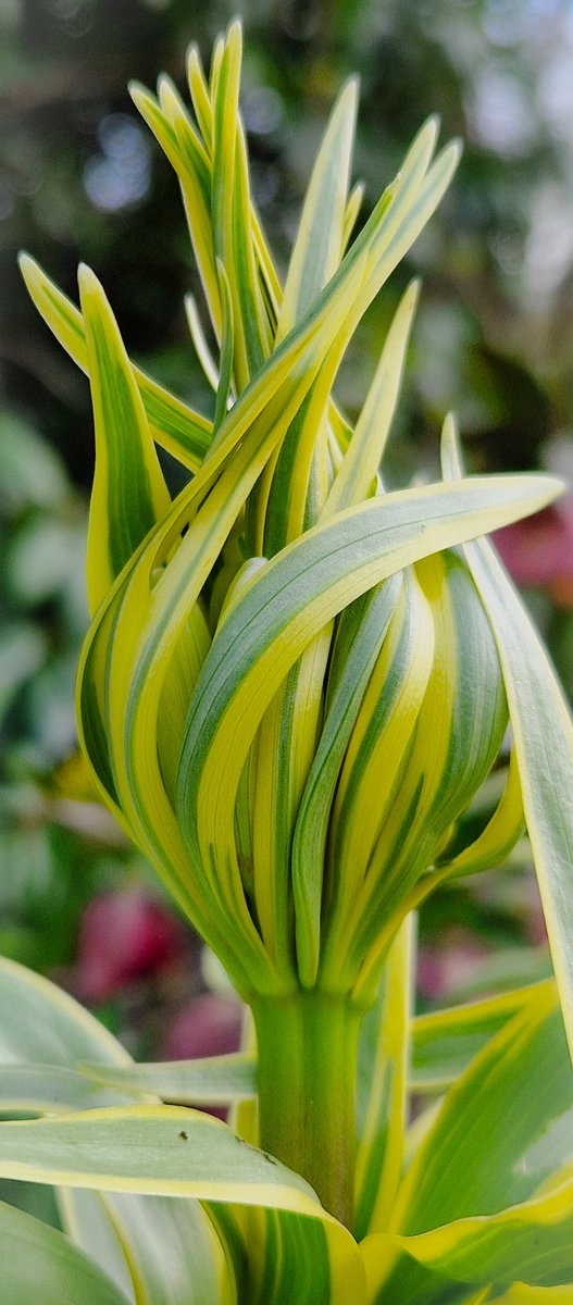 I'm so fascinated by my Fritillaria Aureomarginata 😍 Can't wait to see the flowers 🧡 #flowers #gardening