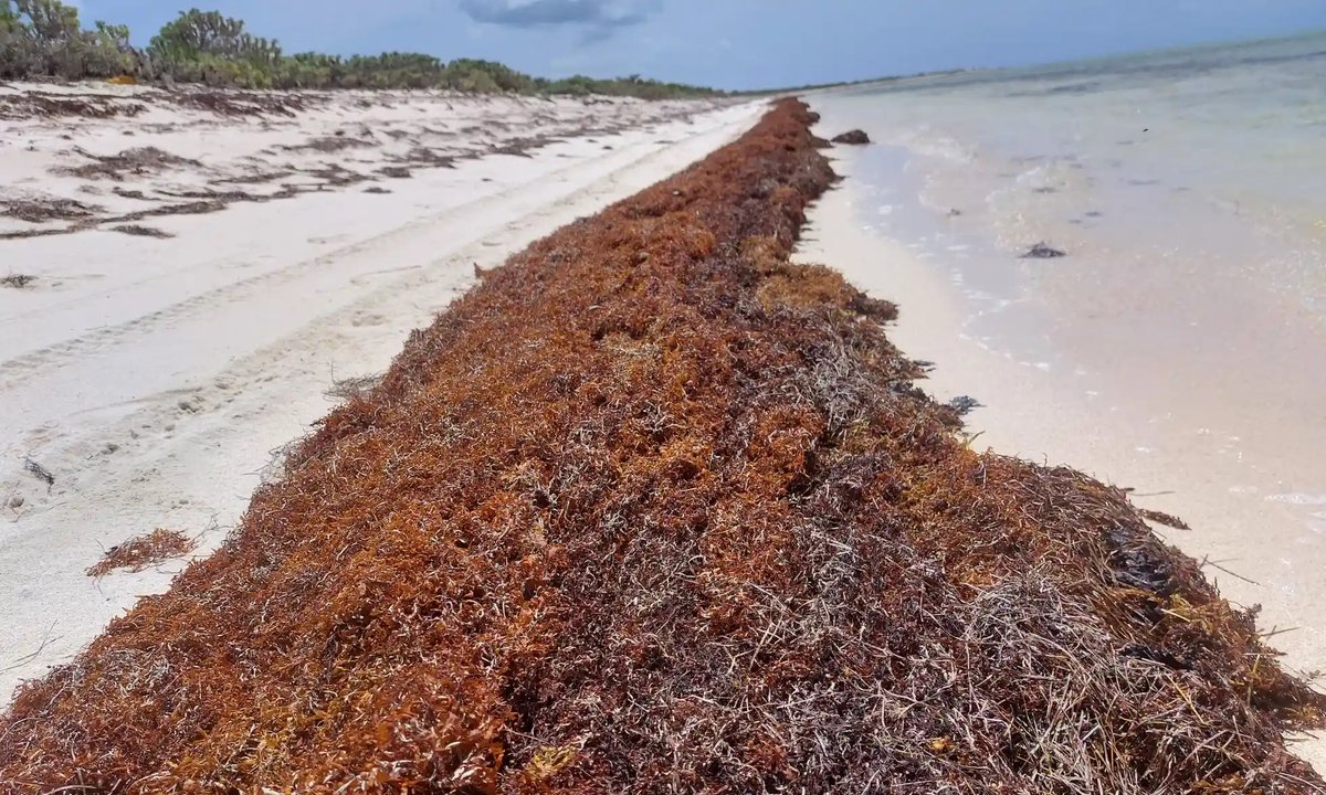 Schools evacuated. Smelly tap water. Tourist operators & fishers struggling to stay in business. Job losses. Power outages. Dangerous health problems. Even lives lost.

Such crises were some of the consequences of sargassum seaweed in the islands of the Caribbean in 2023.…