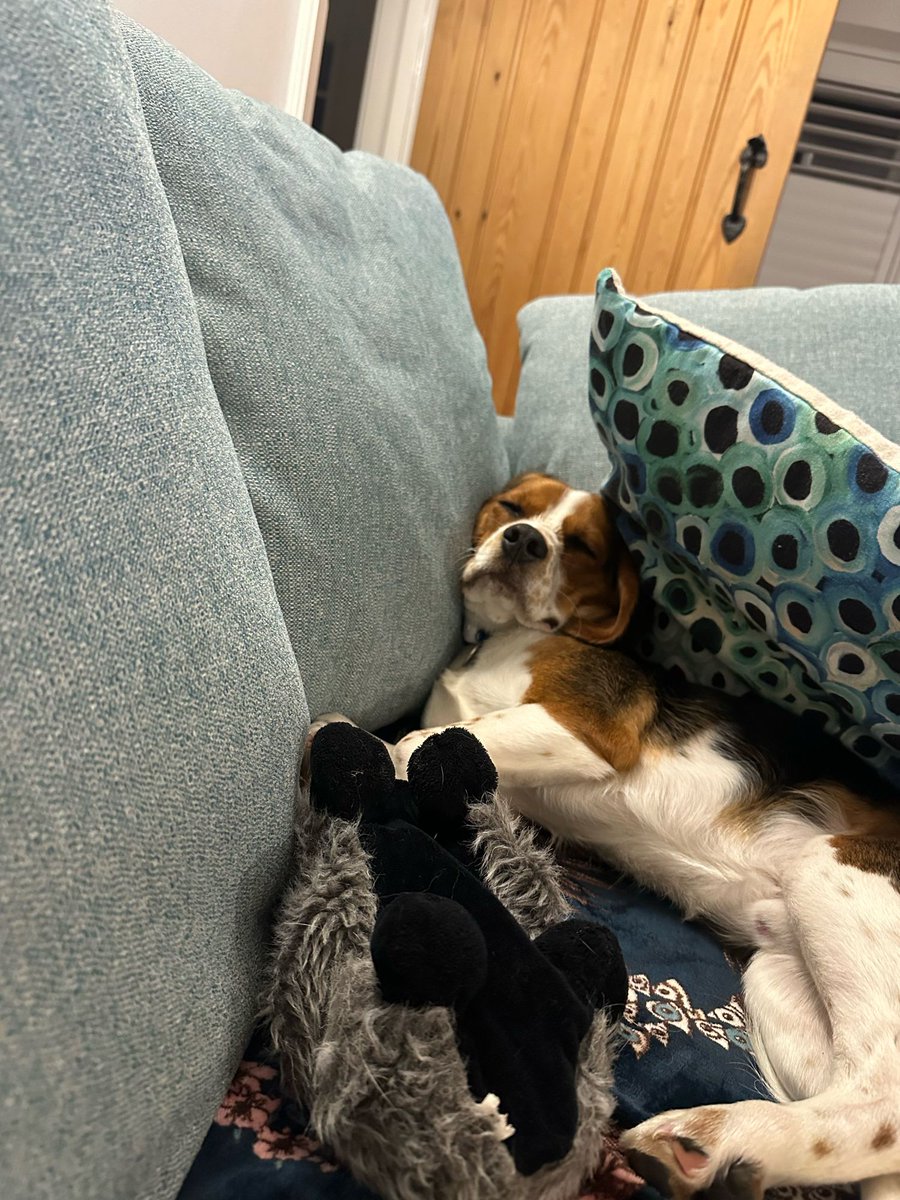 We did get a chance to #chill as well! #cuddlesgalore #puppyfun #Beagliers #CorfeCastle #dogwalking #petsitting #petvisits