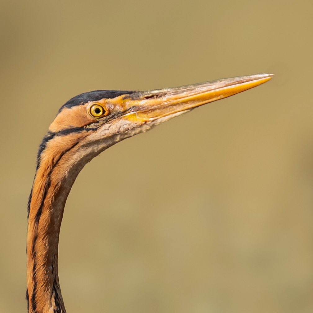 Erguvani Balıkçıl / Sel Kapanı / Ankara
.
.
.
@birpazarbirfotograf 
#birpazarbirfotograf
. 
.
.
.
.
.
#hangitür 
#birds 
#bird 
#renkler 
#kingfisher 
#birdphotography 
#birdlovers 
#photography 
#photooftheday 
#animals 
#natgeotravel 
#naturephotography 
#photogram 
#wild