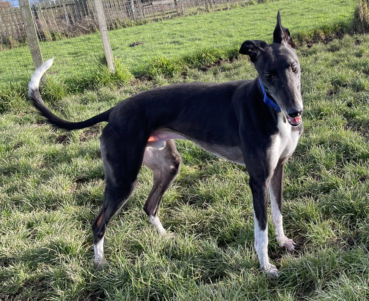 Can u resist lovely Scout (5). He’s looking for a patient & understanding home to guide & love him. He has a lovely blk coat & white marks Friendly with🐶 & shares well with a girl. Suited in adult only home, with patience, clear boundaries & time to settle. #ForgottenSoulsHour