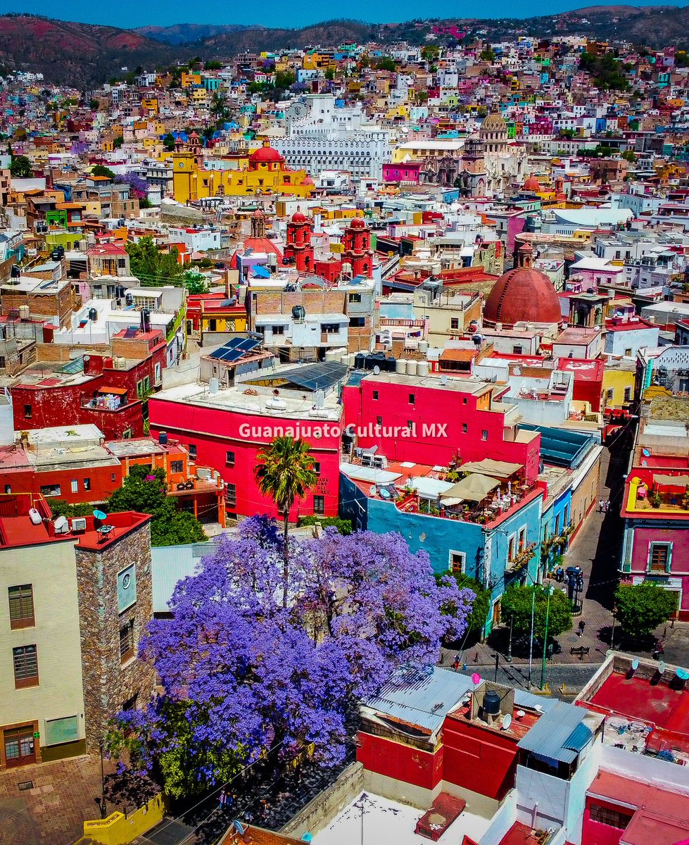Jacarandas en Guanajuato. 😱😍