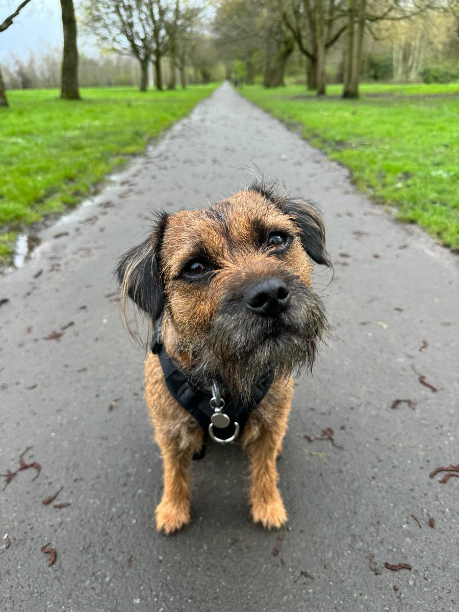 Wishin my frenns a Happy National Pet Day, or as Iz prefer to call it- ‘Happy National hoomans are lucky to have us furs day’ *nods*. #Bodhi #btposse #dogsofx #NationalPetDay
