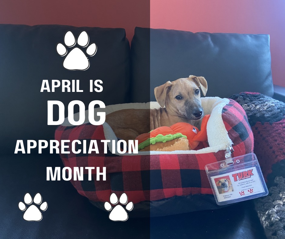 🐾 Happy #DogAppreciationMonth! 🚚🐶 Whether they're riding shotgun or waiting patiently at home, our furry co-pilots make every journey better.
Reach out to our recruiting team to learn more about our pet policy.
📞 1-800-667-8875
📧 recruiting@turkenterprises.com