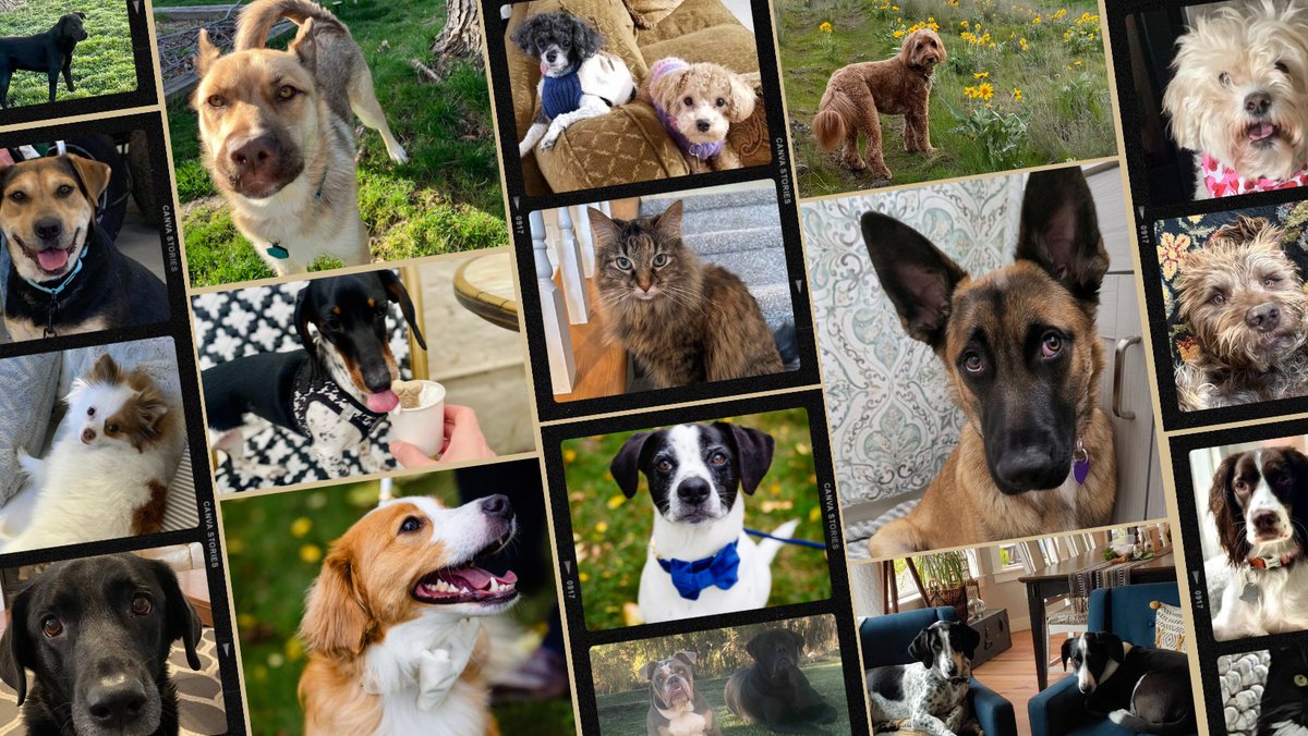 They’re no cows, but they’ll do! Happy #NationalPetDay from the dogs and cats of Team Risch!