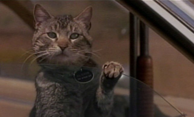 Brett_Scruton's tweet photo. @criterionchannl Sleepwalkers (1992) https://t.co/hkdcRrsyJd