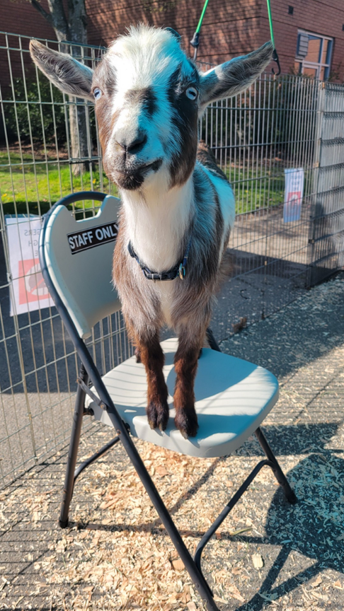 We feel egg-static about the success of our egg hunts! Our community centers catered to different age groups & featured a plethora of activities like Spring Arts & Crafts, Face Painting & special visits from the Bunny. The Ballard Community Center even had their own petting zoo!