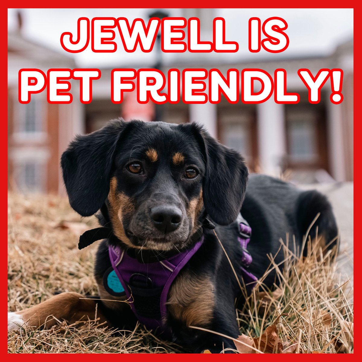 At Jewell, it's #nationalpetday EVERY DAY! We're a pet-friendly campus because we know a day away from your furry or finned friend is RUFF!