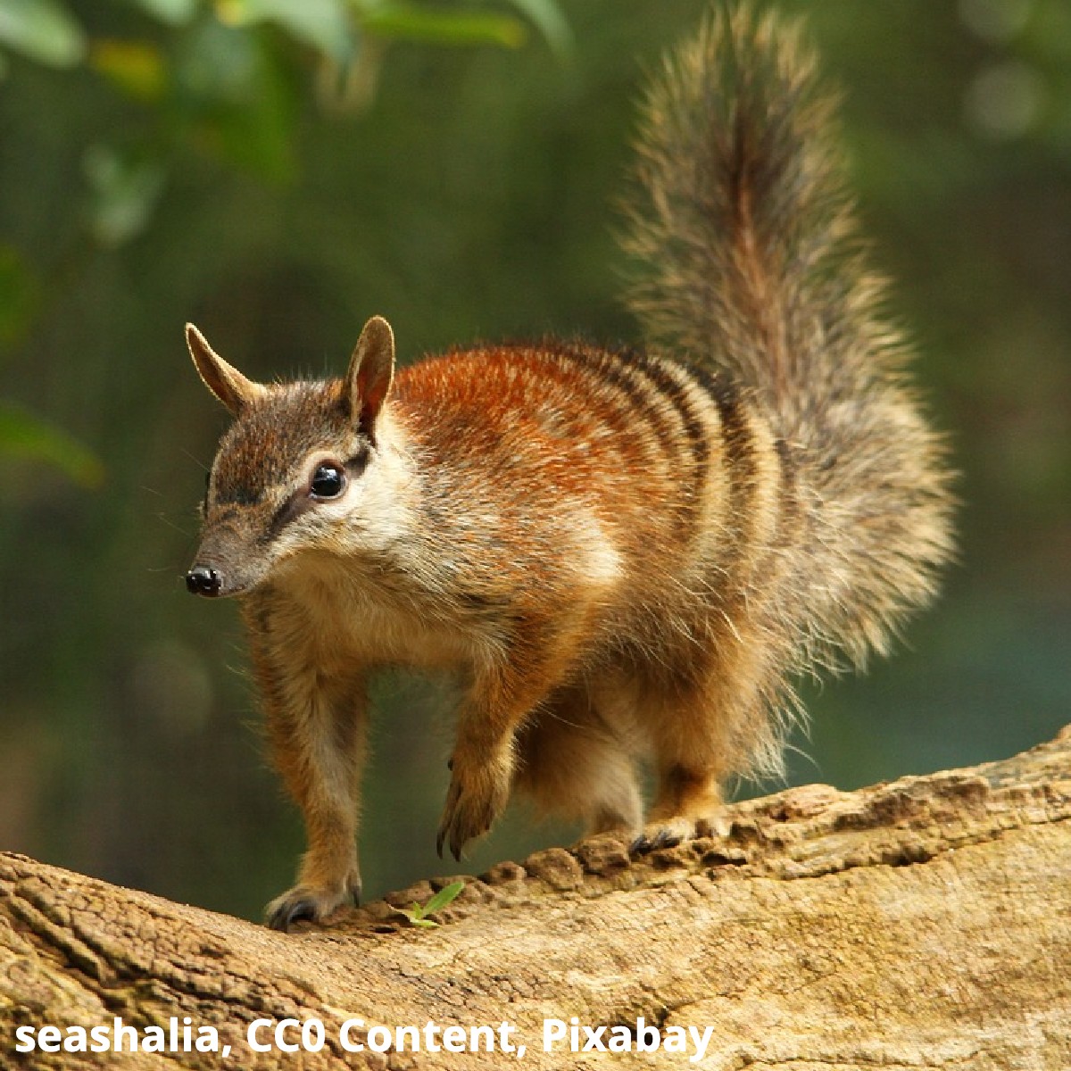 You've heard of the wombat, but what about the numbat? This Australian marsupial loves termites & can eat up to 20,000 in one day! This critter doesn't chew its meals: Its mouth is filled with blunt peg-like teeth and it uses its long tongue to slurp up food instead.