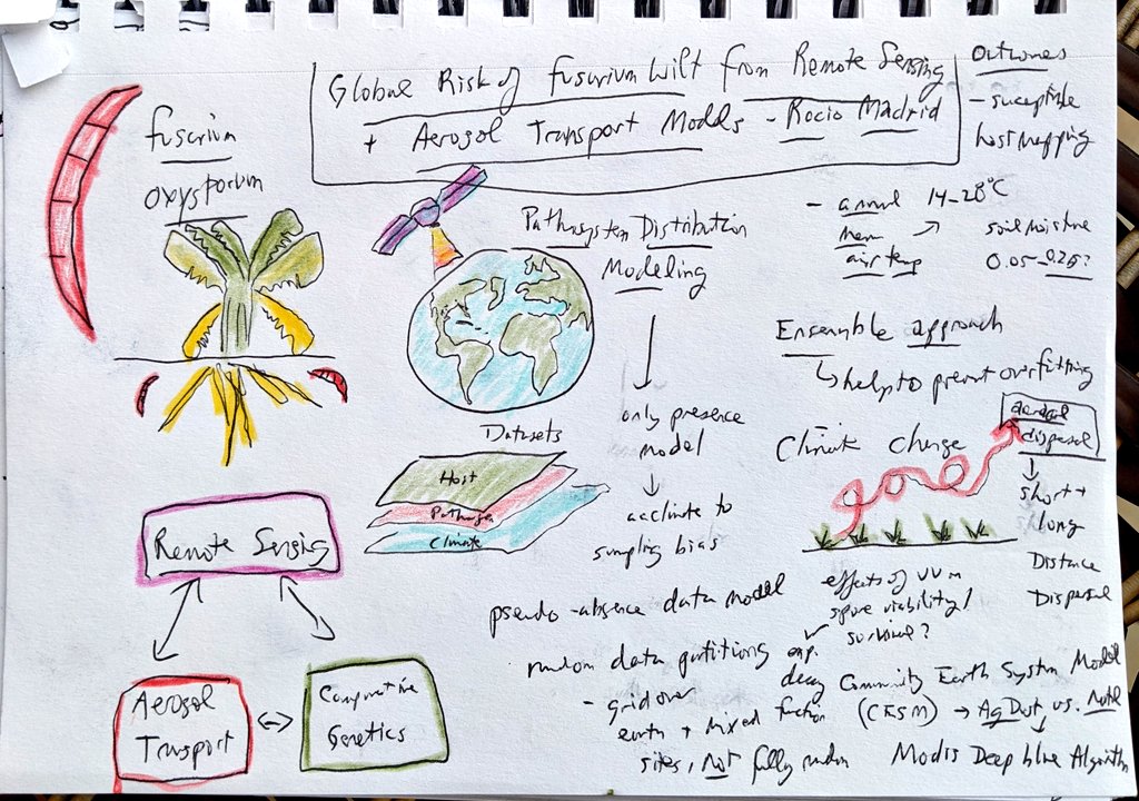 Cool talk by @rcalderonmadrid on modeling aerial transport of fusarium wilt pathogens taking a multi pronged approach to modeling spread #IEW13 #sketchnotes