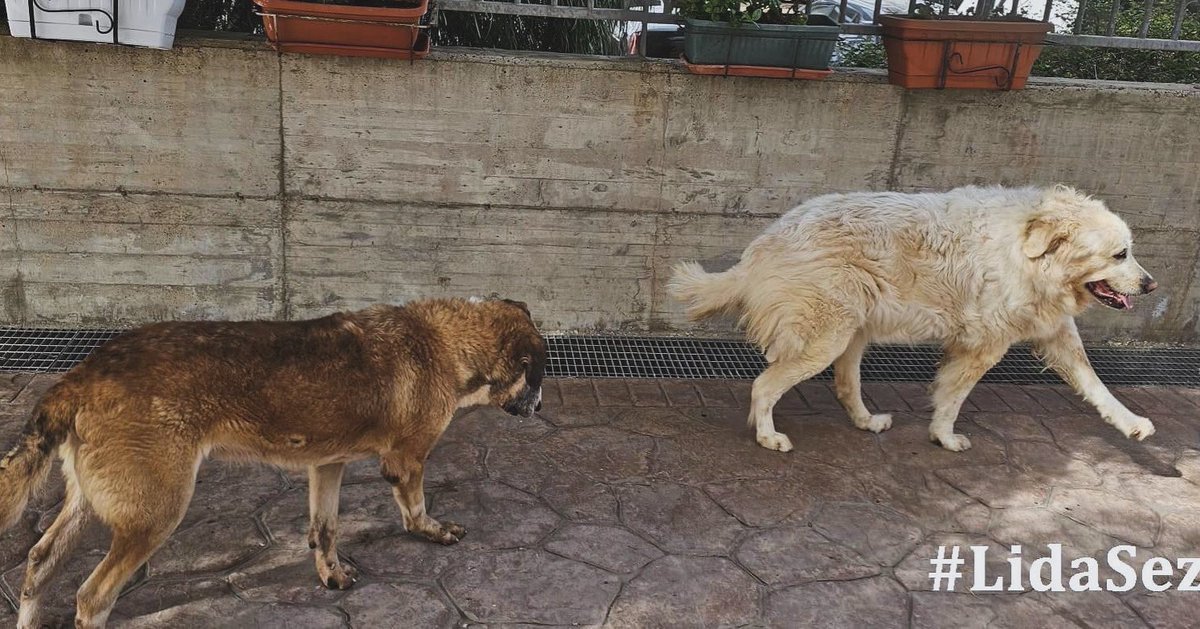 A domani amici, oggi siamo veramente stanchi ma non capiamo se più di testa o fisicamente .. è dura, tanto dura ... #LidaSezOlbia