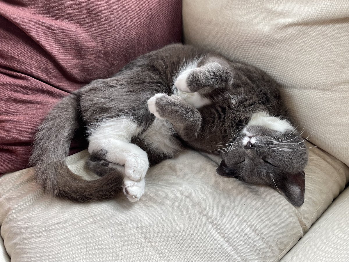 On #nationalpetday I want to thank this wonderful creature for entering my world. He’s taught me a lot and enriched my life. #cats #goodforthesoul #feelinggrateful #Dusty