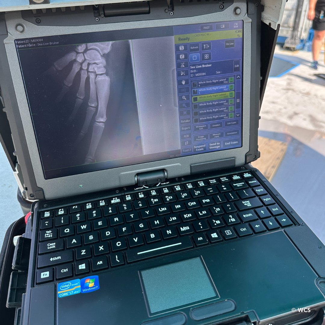 California sea lion Bruiser can be seen voluntarily taking part in X-rays of his front flippers to make sure there are no issues. Learn more about how our team provides animal care in this WCS Wild View blog post by marine mammal keeper Sarah: bit.ly/4aglDUI