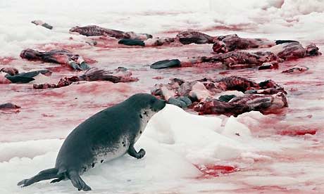 During Monday's solar eclipse, seal-hating fishermen began the harp seal slaughter, targeting pups just weeks old. This, despite poor sea ice this year, causing many pups to drown before they could swim. Last year, #Canadian fishermen killed nearly 40,000 harp seal pups. 🇨🇦