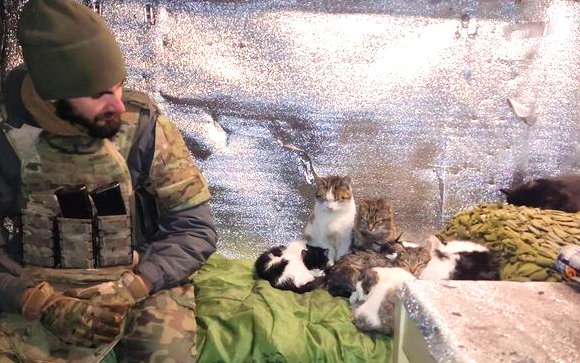 Even in Ukraine cats like to hog the bed.