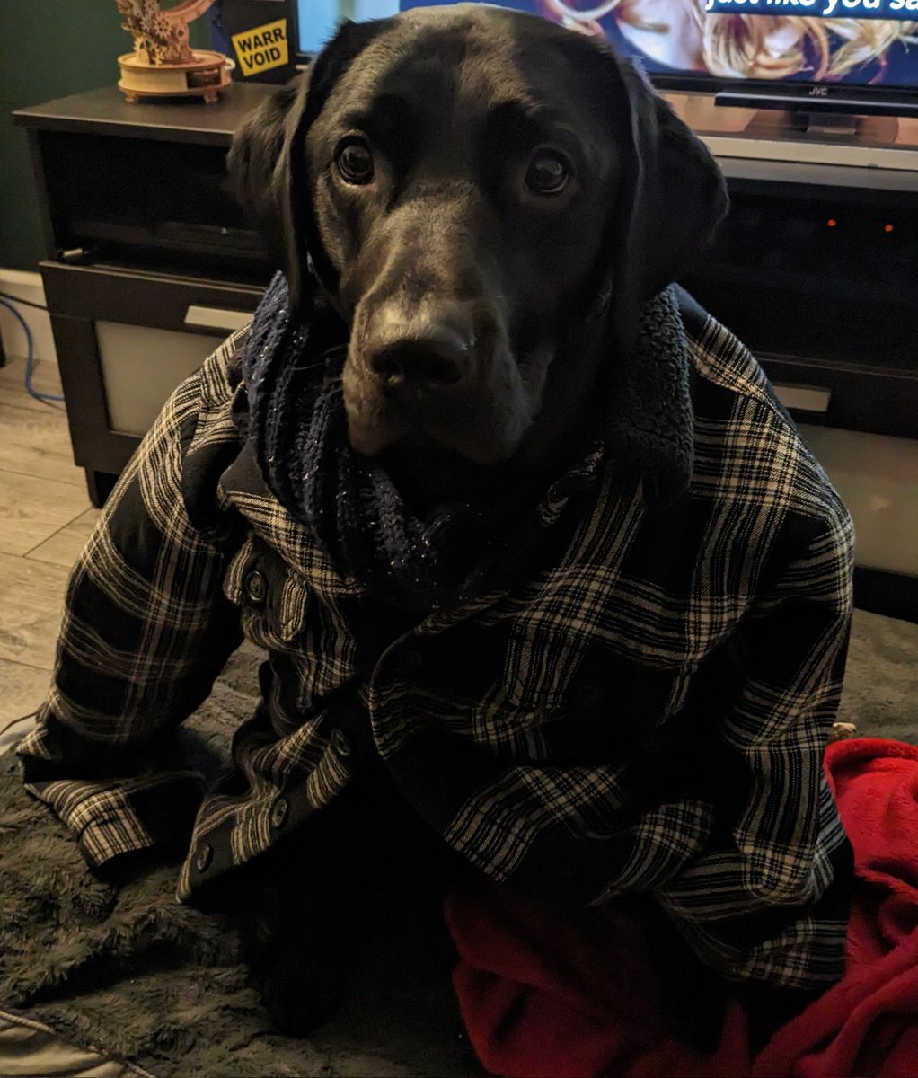 BoomStickChick's tweet photo. @NeebsOfficial 🐶 Shadow https://t.co/HzT17dFIRT