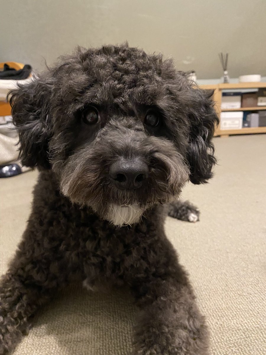 mjtow's tweet photo. Today is national pet day I just live my boy #Jet https://t.co/pcg5HZQzqm