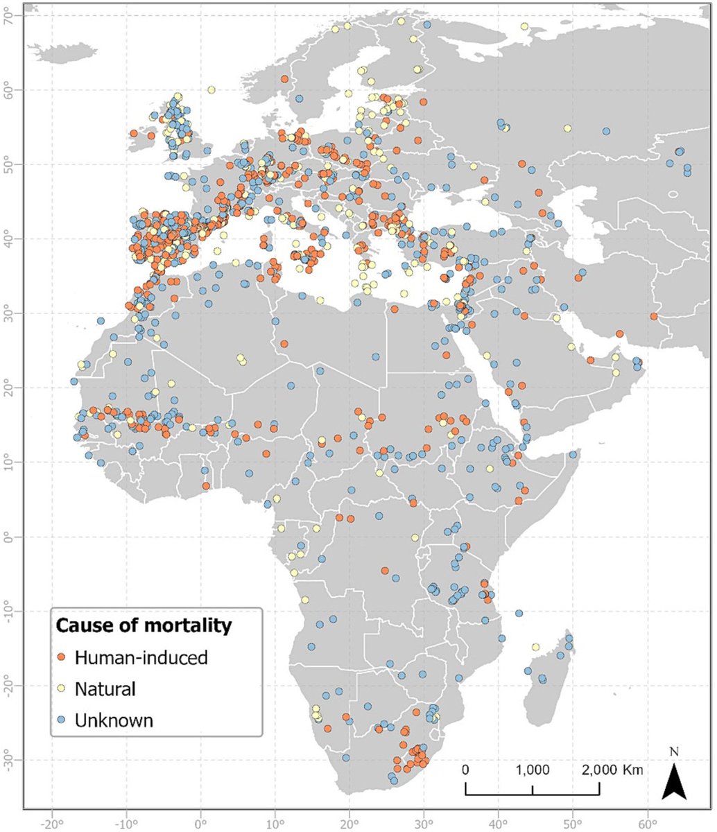 La Península ibérica. El sumidero de mortalidad para las aves en la ruta migratoria entre Eurasia y África. Paper: doi.org/10.1016/j.bioc…
