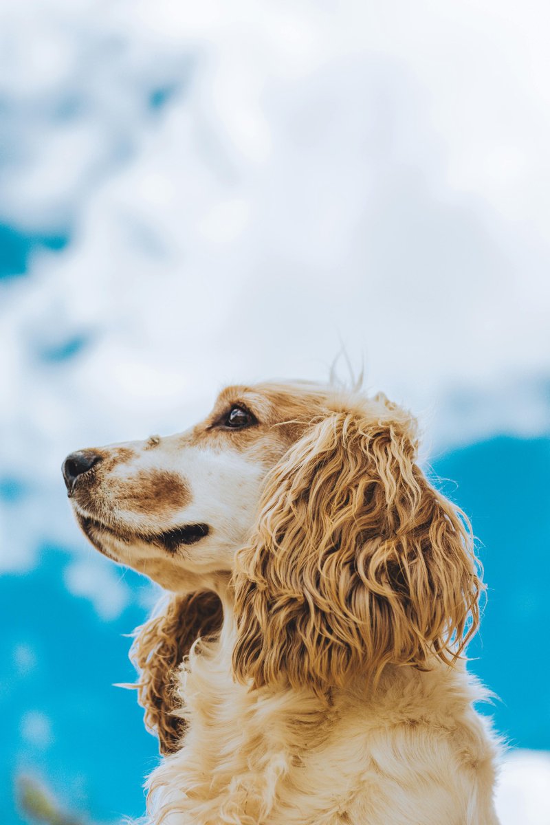 Keep those ears perky and infection-free! For floppy-eared pals like Cockers & Bassets, weekly cleaning is key. Use vet-approved cleaners and cotton balls gently. No deep dives!

#ears #floppy #cockerspaniel #bassethounds #earinfections #cleaning #healthy #vetapproved #cottonball