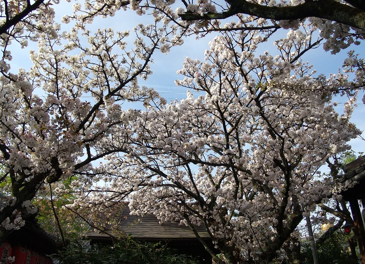 京都の桜の名所の雨宝院です。小さな境内ですが、遅咲きの桜が満開で見頃になって、桜の国のようです。御衣黄桜は残念ながら枯れてしまったようで残念です。 #京都 #雨宝院 #桜 #桜が満開