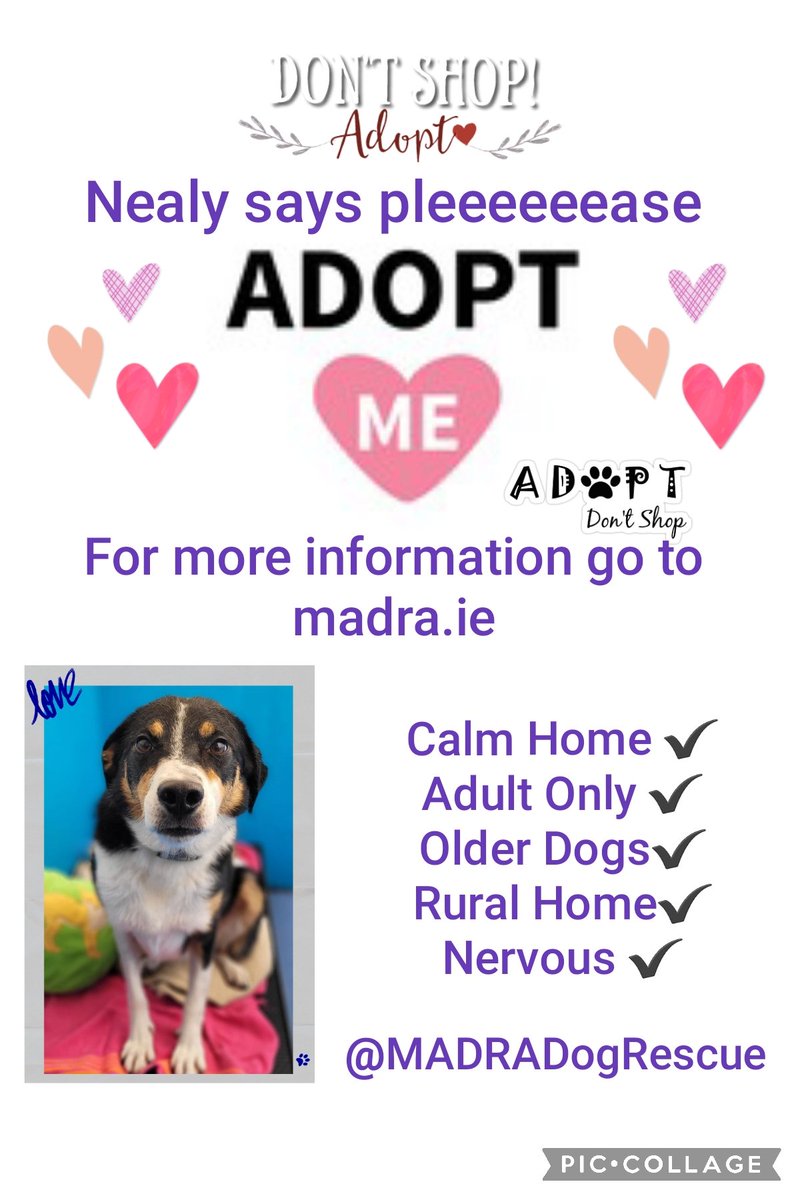 Theres no place like home,so everyone keep your paws crossed that we can help make Nealy's dreams come true & find him a furever home Your RT might just find one so please RT to help Madra.ie @MADRADogRescue #Galway #Ireland #k9hour #rehomehour #forgottensoulshour