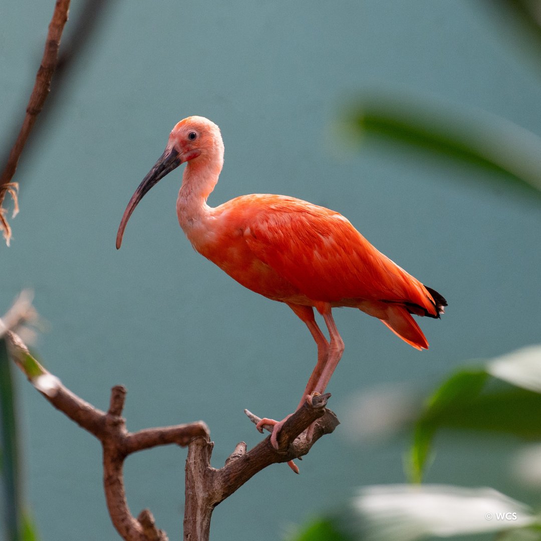 Swing by the Aquatic Bird House this month to see scarlet ibis. Their saturated scarlet-colored plumage comes from the carotenes found in the foods they eat, which include a variety of crustaceans, mollusks, and insects.