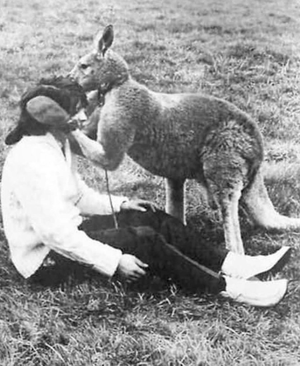 Kangaroo hits a photographer, John Drysdale, for trying to photograph him, 1967, England.