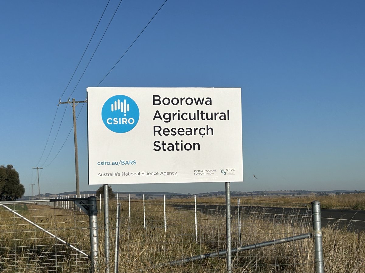 Leading the OZ Industry with Winter Canola & ongoing applied research/extension for growers, our @PacificSeeds 2024 Trial @CSIRO Boorowa NSW is progressing well. 38,813 plants counted, with all plots drone imagery completed. @schilgee @danrollsroyce @AgroJAK @AgingAgro @hurgl1