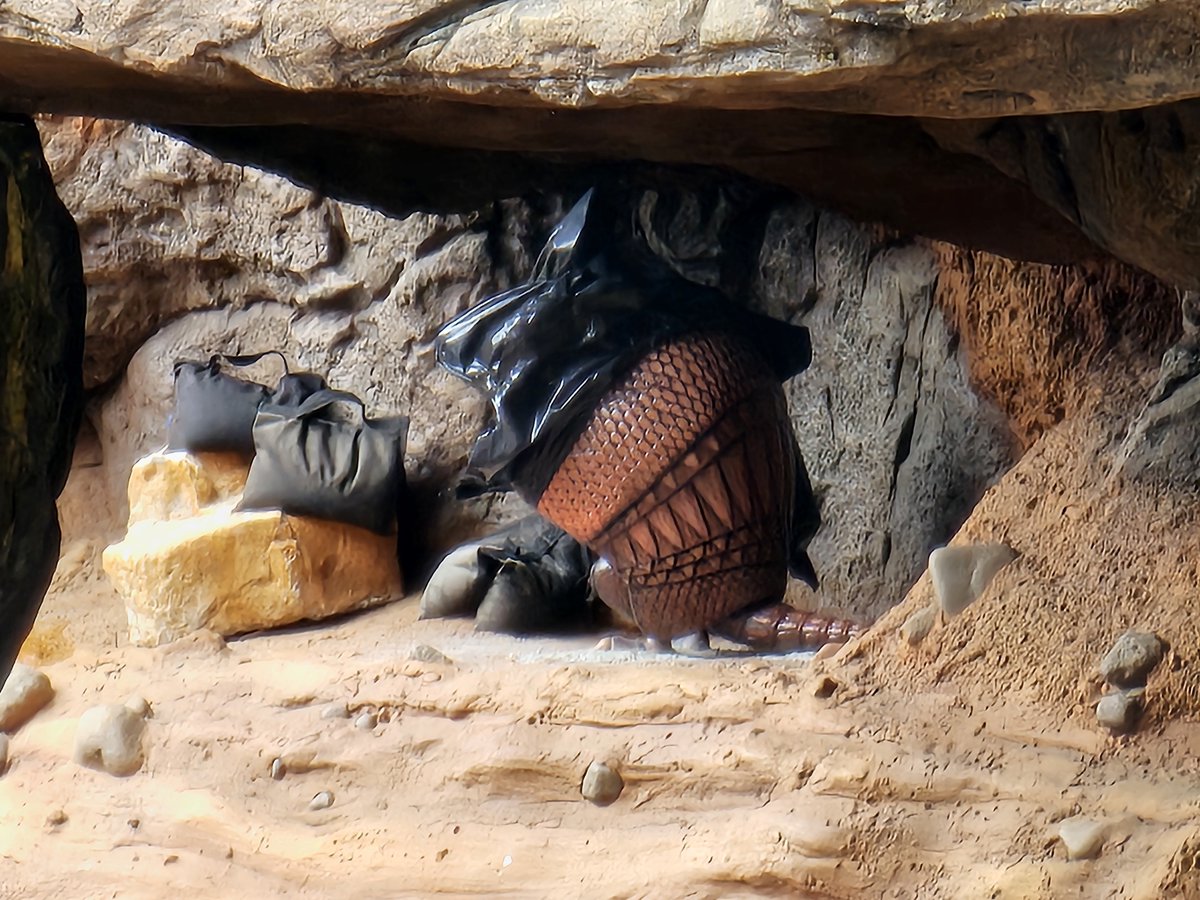 FIRST LOOK: One of the Lari the armadillo figures has been partially uncovered at Tiana’s Bayou Adventure at Magic Kingdom Park at Walt Disney World. Lari is an original character for the attraction: “This mischievous fella, while quiet in demeanor, seems to always show up where…