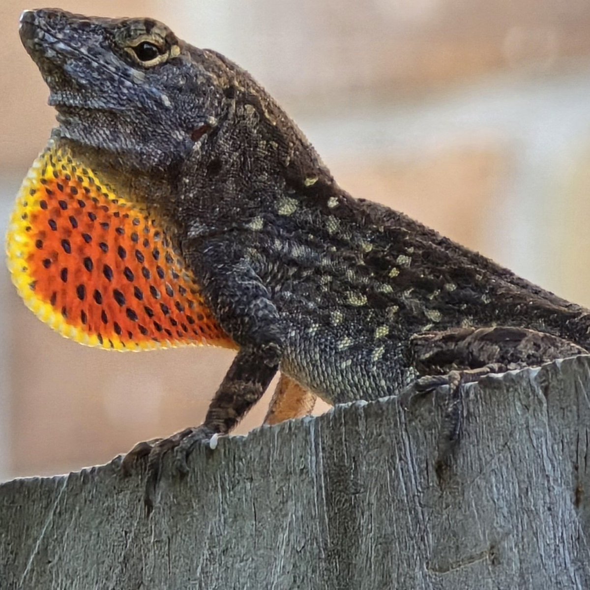 This handsome boi on your backyard fence is the Brown Anole lizard. His colorful neck flap is called a dewlap. He uses this rizz to slide in to her DM's and to warn other bros about catching these hands. #Science #animals #nature #rizz