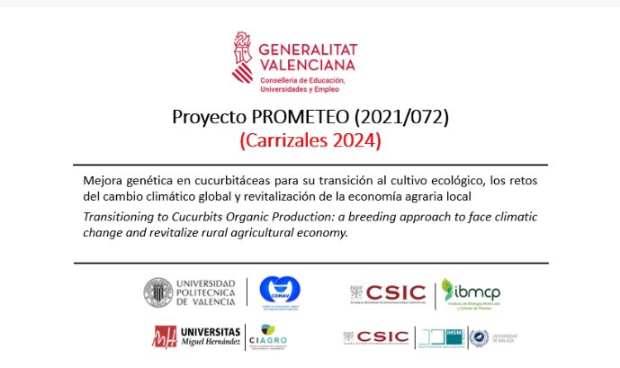 La 🍉 es la cucurbitácea menos tolerante a la salinidad en estado de plántula, seguida del 🥒 , las 🎃 y por último el melón 🍈 , que tolera mejor la salinidad (AGROALNEXT/2022/025, PROMETEO/2021/072)

@Agroalnext_GVA @UPV @geno_breed @IBMCP @CSIC @GVAeducacio @UniversidadMH