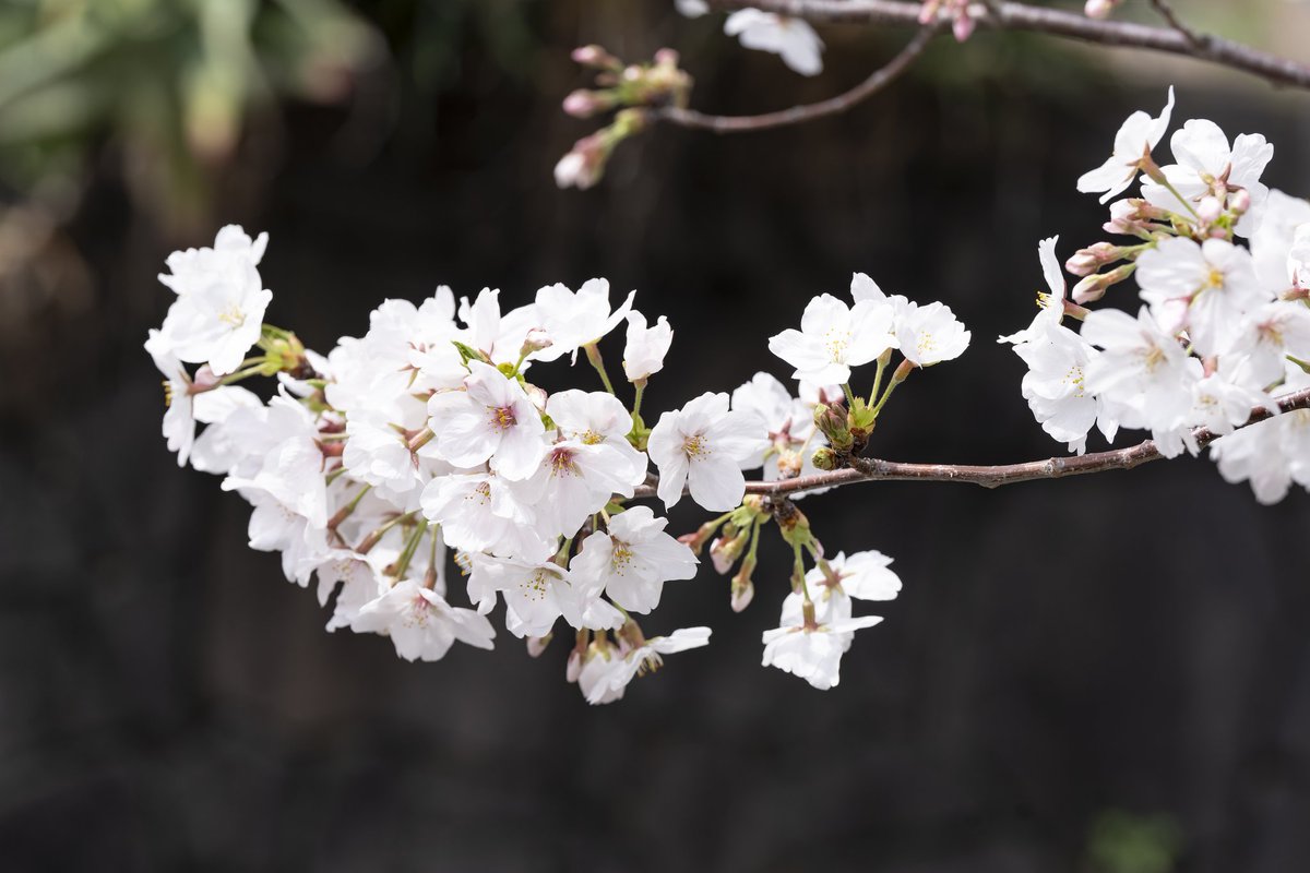 今年のソメイヨシノ その５ 透き通るように綺麗な桜の花 #ソメイヨシノ #桜 #TLを桜でいっぱいにしよう #これソニーで撮りました #hako_rock