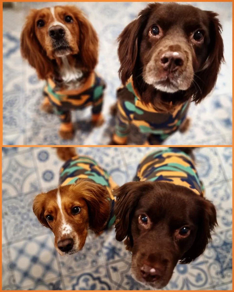 #specialdelivery this evening for my girls, shame it arrived too late for the pet assembly <a href="/PockPrepHead/">Head PocklingtonPrep</a> 🤣 For post walk drying purposes only! #NationalPetDay #NationalPetDay2024 #dogs 🧡🐕