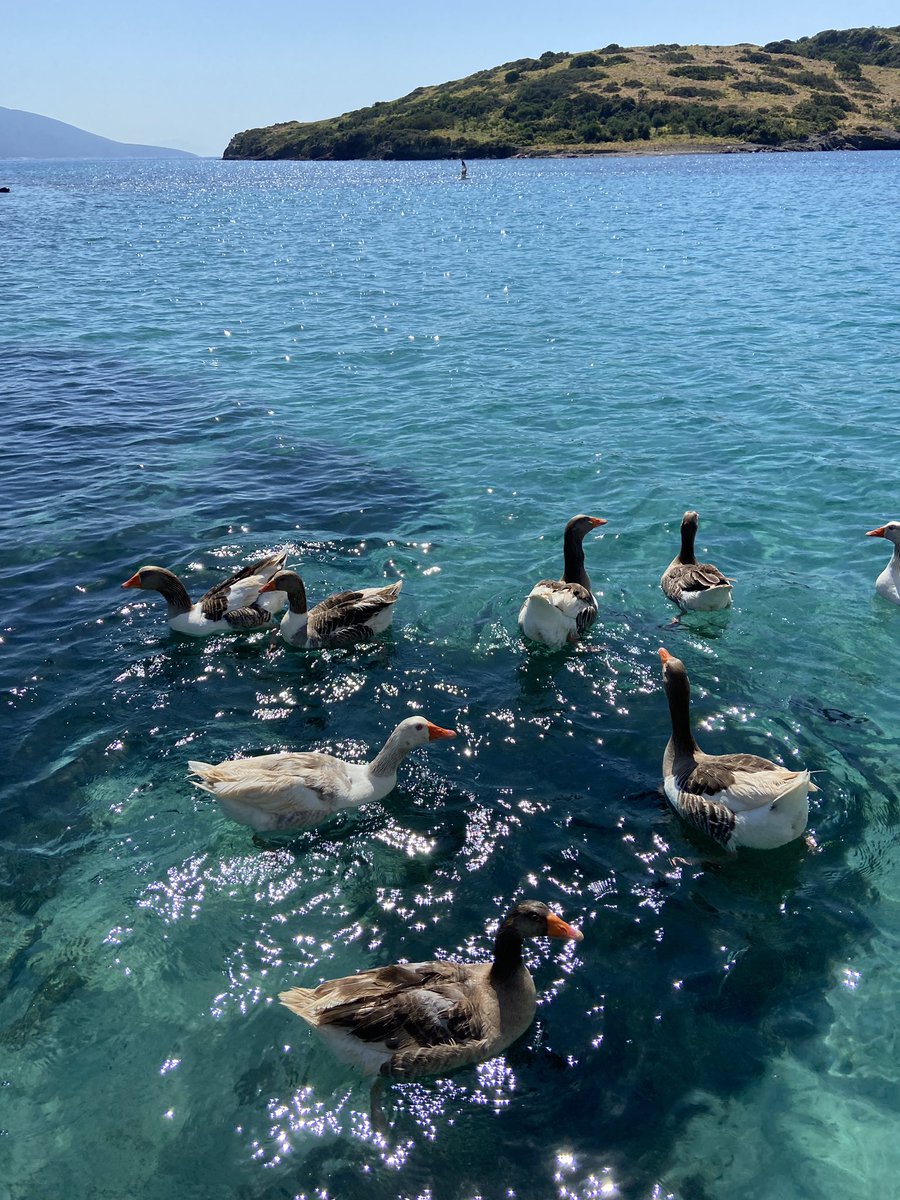 Samsun anlık, deniz tarafında kaz'a