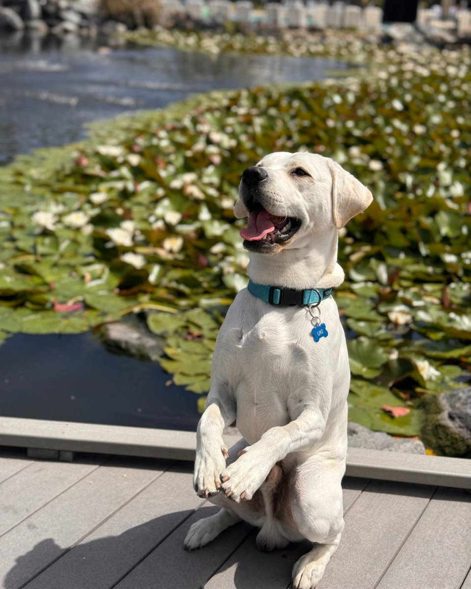Paws up for #NationalPetDay! 🐾 Join us for tail-wagging adventures at our pet-friendly resort.

(Pictured: Uki)

#petfriendly #petfriendlyresort #dogstagram #sandiego #sandiegolife #pawcation #staycation #paradisepointsd #socal #socallife #happypetday