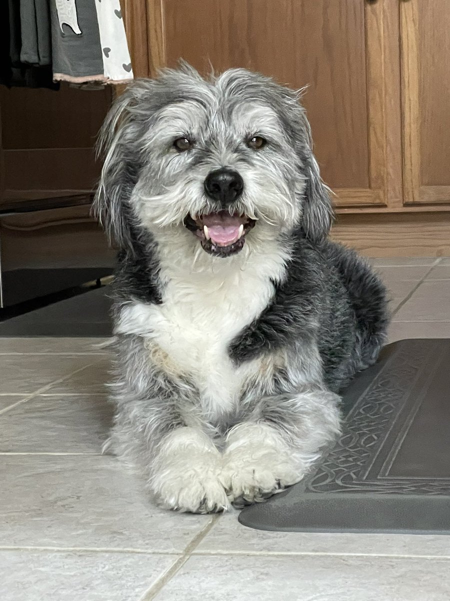 Happy #NationalPetDay2024 to all our wonderful friends! 💕🐶🐈🐰🐓🦎🦜🐹🐖🐮🐴🐍🐑🐸🦀🐢🐐🐠🐁🦝🫏🐾🐒🐥🦆💕 I found my spot on the cool tile after a long walk w/mom in the sunshine ☀️ #DogsofTwitter #DogsAreFamily