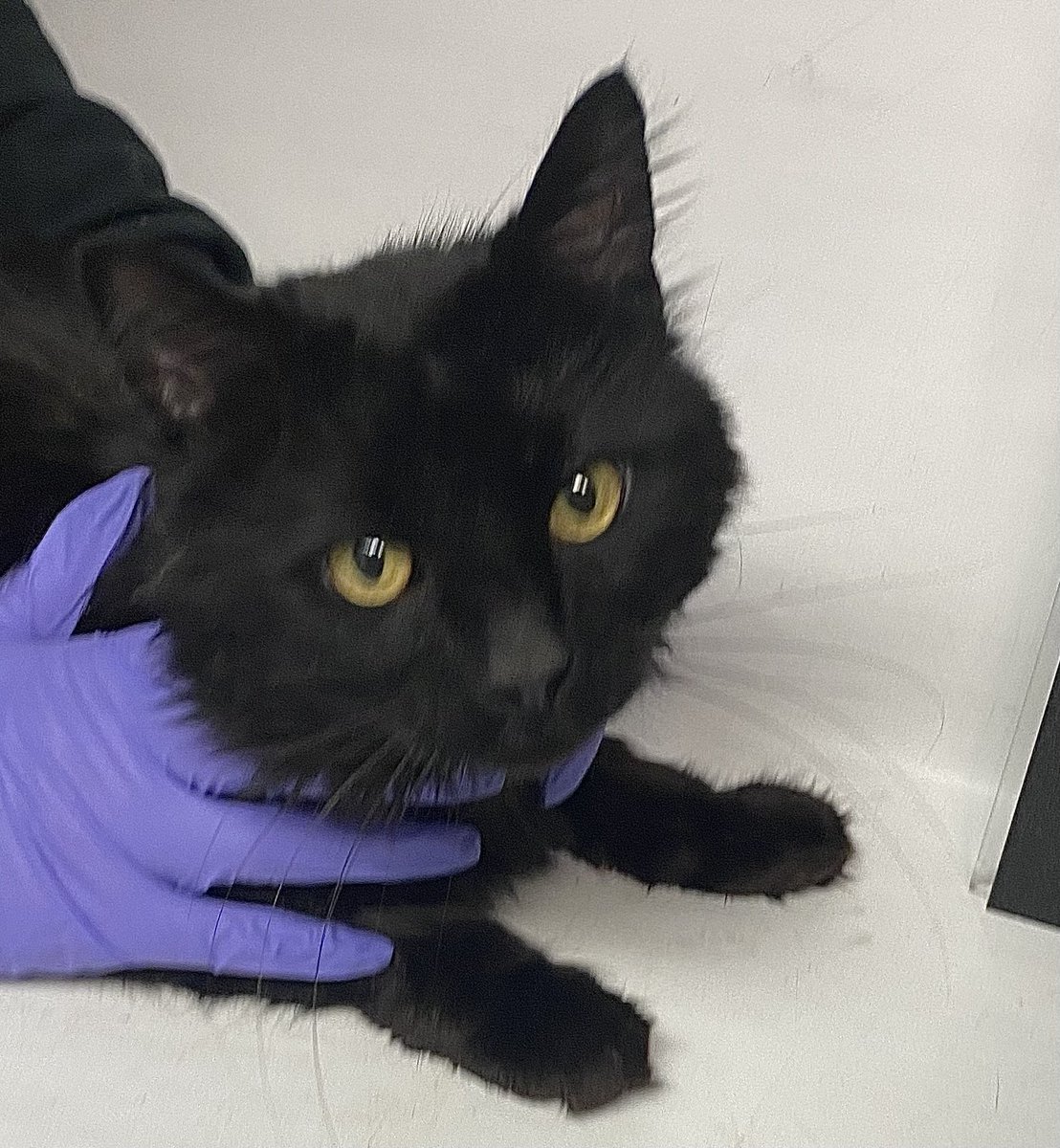 Client came to BACC with a black male cat (Rishi) with a collar. The client stated that the cat showed up in her back yard one week ago. Client stated that the cat had a collar on that was not a breakaway and he was dirty matted and very skinny. facebook.com/photo?fbid=838…