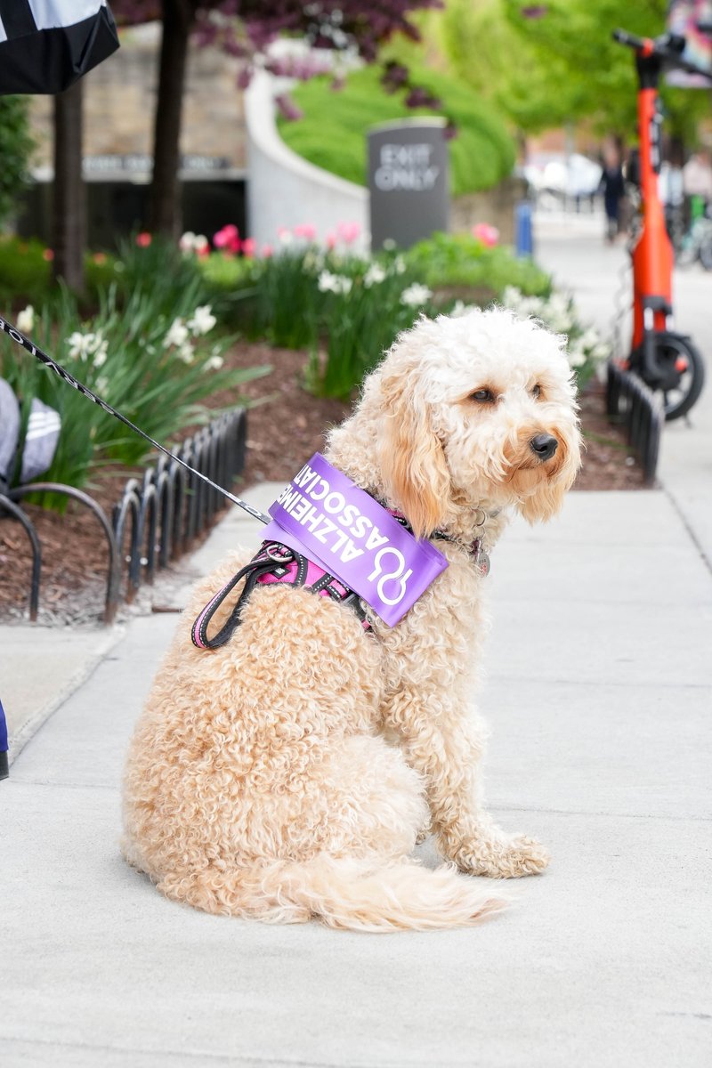 Happy #NationalPetDay to all the pets who are raising Alzheimer's awareness, including Pippa from Rhode Island who joined her mom Laurie at this year's #alzforum. Thank you, Pippa, for helping us turn Capitol Hill purple. 🐾💜#ENDALZ