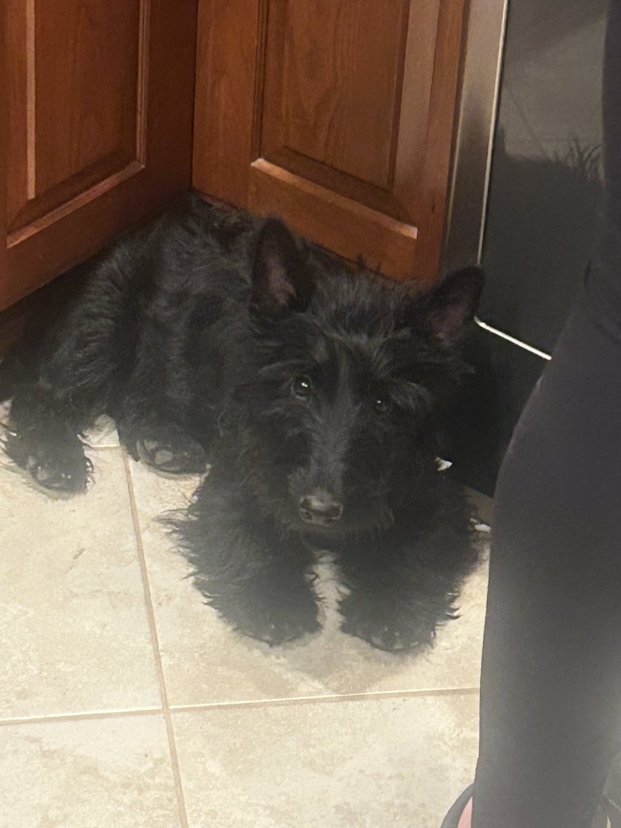 @rozcar28 @WorldScotties #NationalPetDay #Scottishterrier 
Tosh says hi 👋