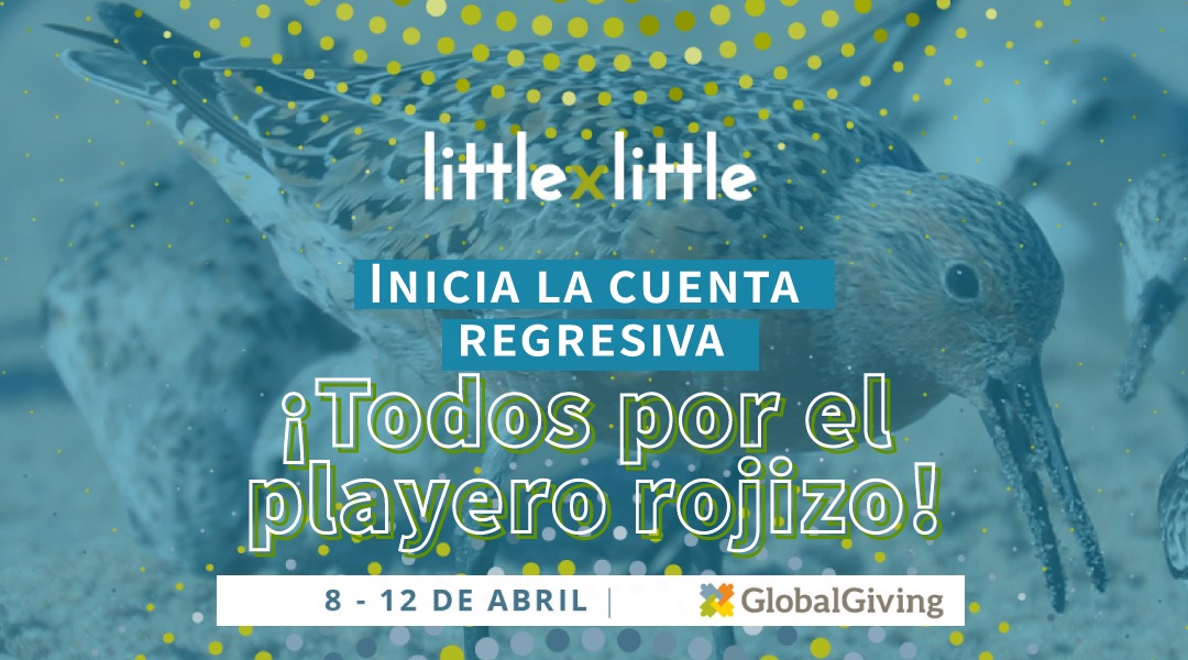 ¡Aún hay tiempo para que dones hasta $50 dólares y @GlobalGiving sume el 50% de lo que des por la campaña #LittleByLittle! No demores, la campaña termina a las 11:59 pm ET. ¡Todos por el playero rojizo del Pacífico! dona ahora: globalgiving.org/projects/red-k…