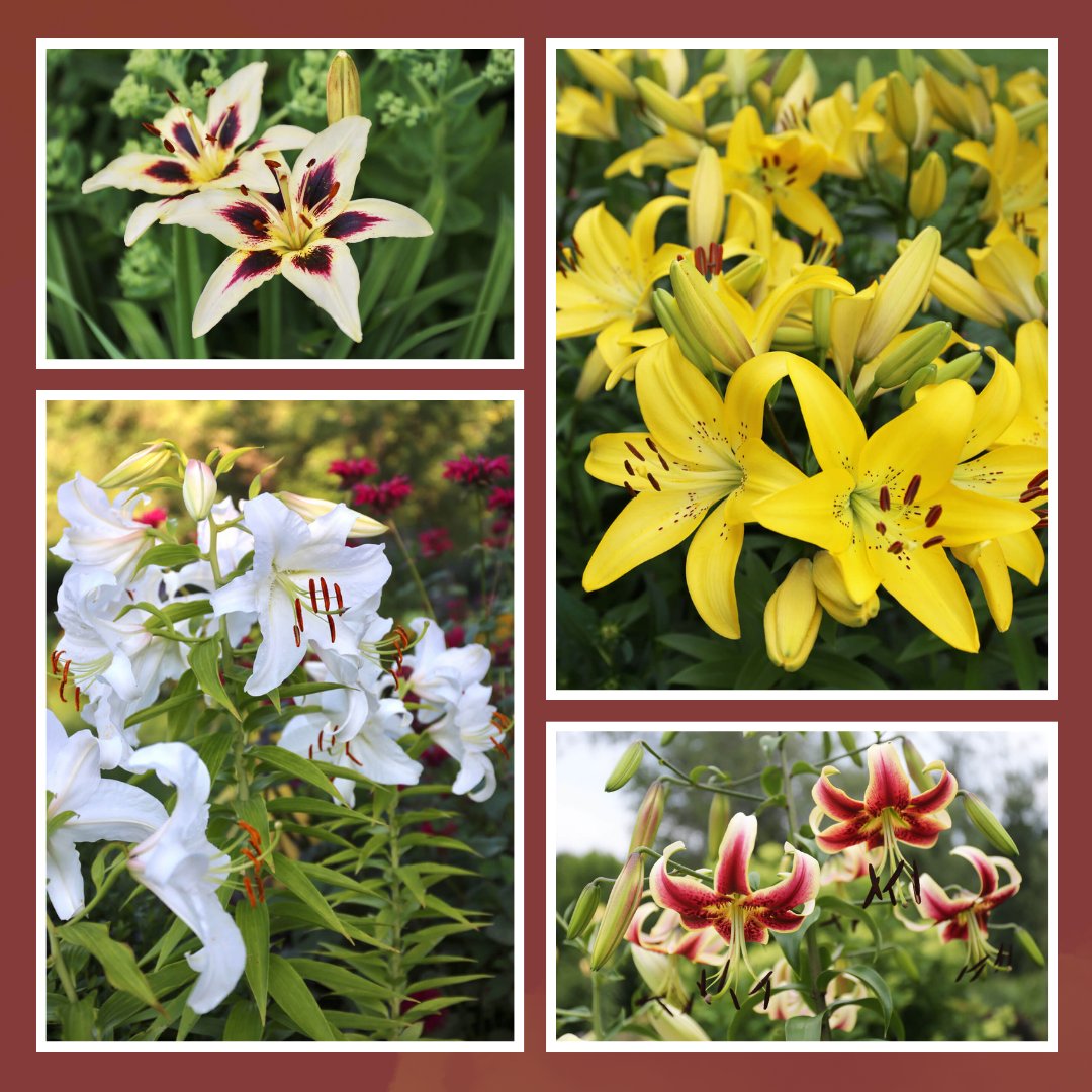 🌸The Best Lilies to Enhance Your Garden’s Beauty

👉See details in the first comment

#Flowers
#Blooms
#FlowerGarden
#FlowerLovers
#FlowerPhotography
#FlowerOfTheDay