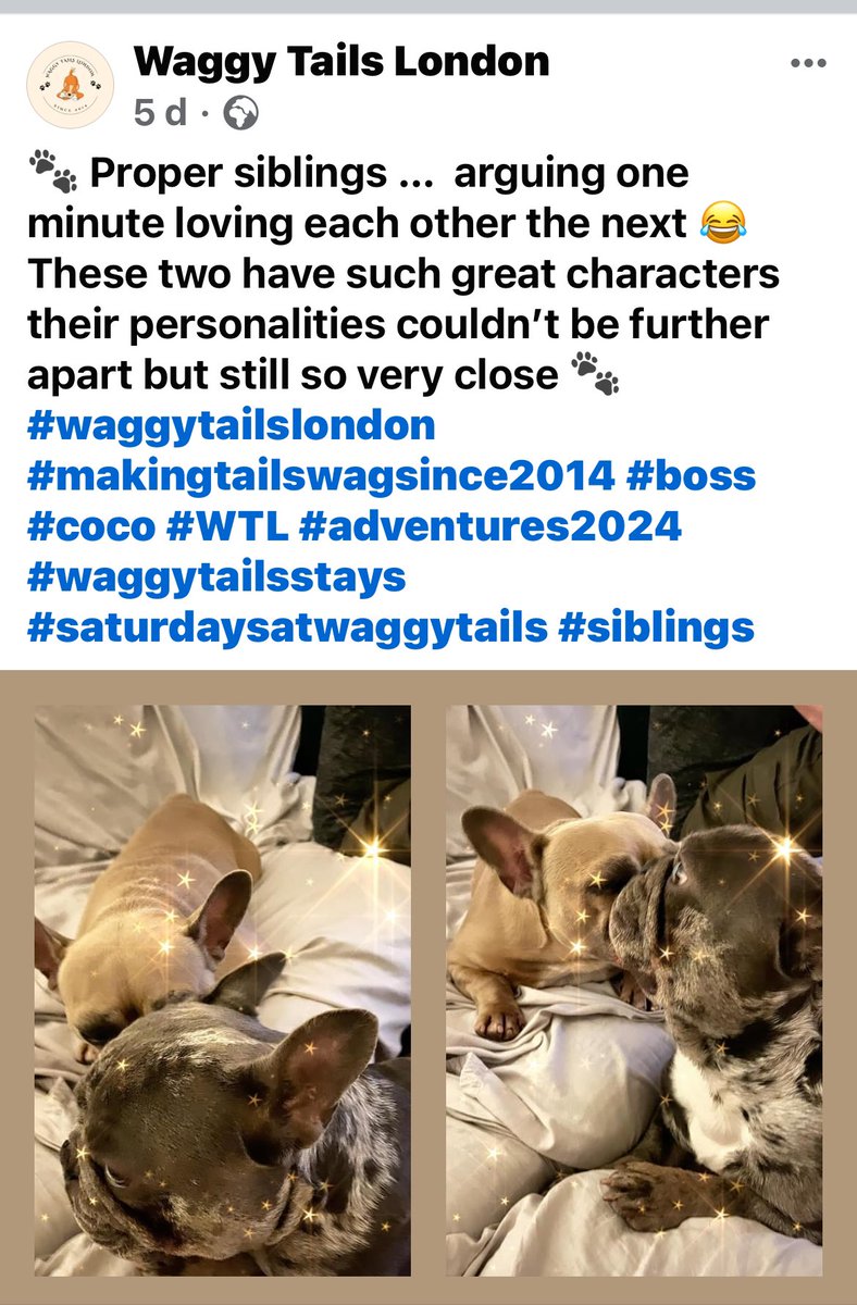 BabyBoyNoNameY1's tweet photo. We went to Waggy Tails London for a short vacation whilst our lady went to her nephews wedding in Cornwall .. we had so much fun 🥎 we would defo recommend if anyone was after a dog sitter 🐾 #WTL #waggytailslondon #funtimes #dogsholiday https://t.co/KU1L9fTRzJ