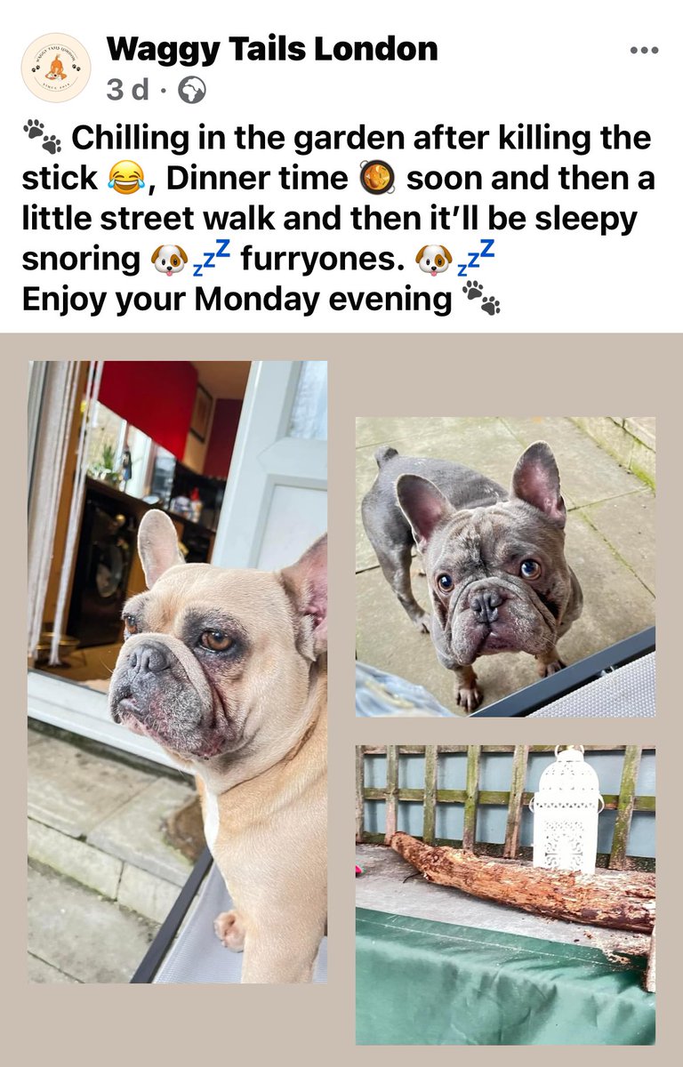 BabyBoyNoNameY1's tweet photo. We went to Waggy Tails London for a short vacation whilst our lady went to her nephews wedding in Cornwall .. we had so much fun 🥎 we would defo recommend if anyone was after a dog sitter 🐾 #WTL #waggytailslondon #funtimes #dogsholiday https://t.co/KU1L9fTRzJ