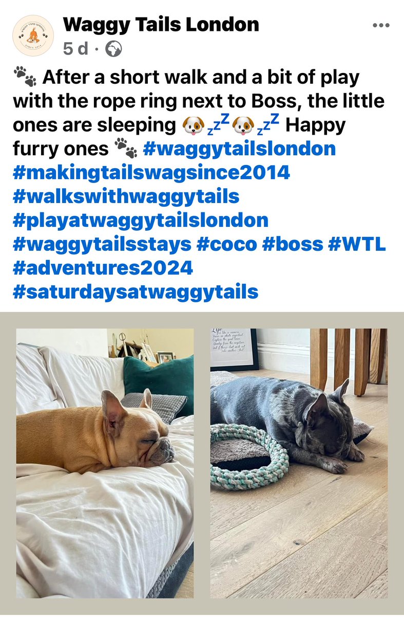 BabyBoyNoNameY1's tweet photo. We went to Waggy Tails London for a short vacation whilst our lady went to her nephews wedding in Cornwall .. we had so much fun 🥎 we would defo recommend if anyone was after a dog sitter 🐾 #WTL #waggytailslondon #funtimes #dogsholiday https://t.co/KU1L9fTRzJ