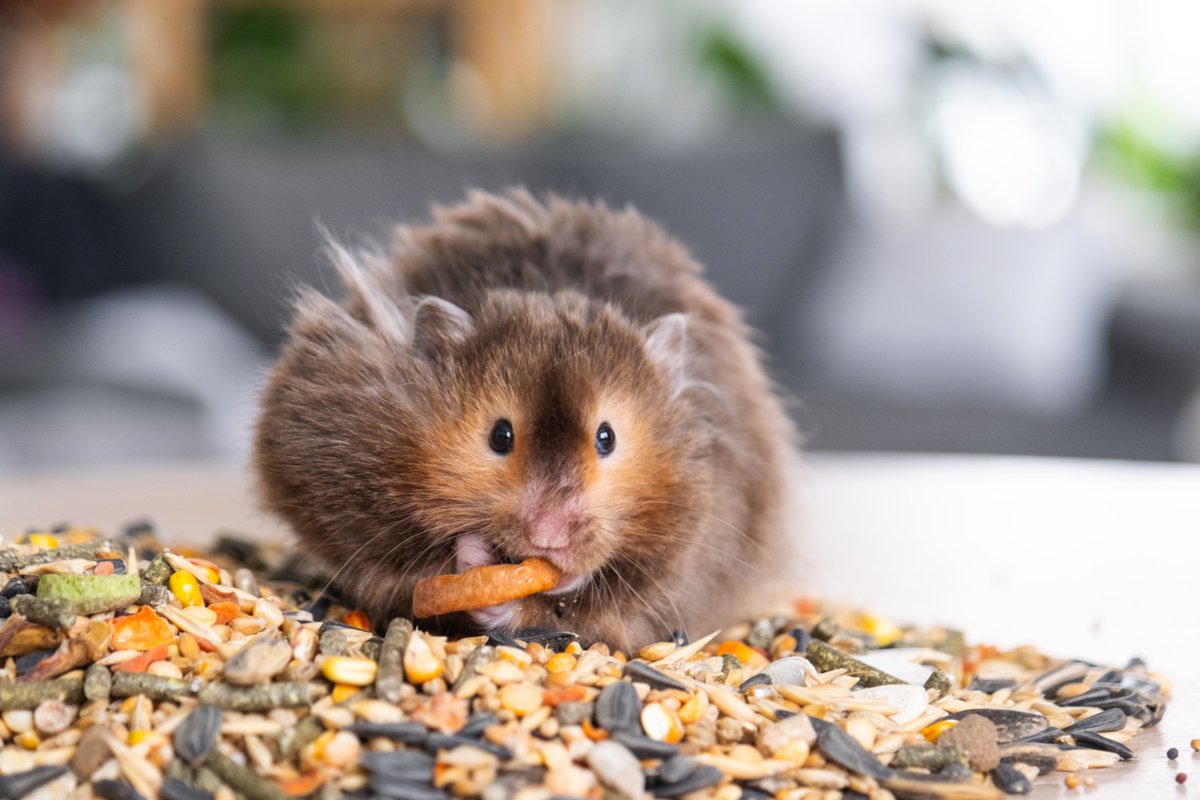 'I'm saving you for later' 🐹😂 It's World Hamster Day! #DidYouKnow all hamsters have cheek pouches that are evaginations of the oral mucosa and can stretch all the way back to a hamster's shoulders! 📸: Ольга Симонова #FluffyFriday #hamster #WorldHamsterDay